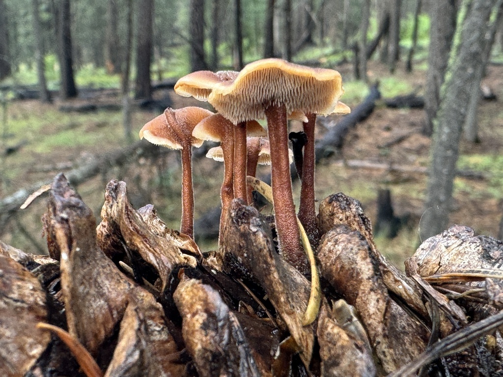 Auriscalpium sp. 'vulgare-CA01'