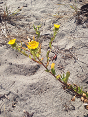 Grindelia integrifolia