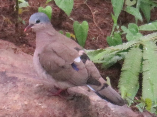 Blue-spotted Wood-Dove