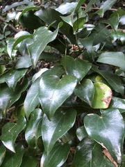 Dioscorea cotinifolia