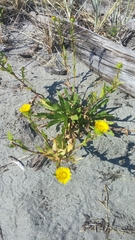Grindelia integrifolia
