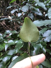 Dioscorea cotinifolia