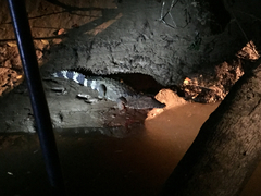 Paleosuchus trigonatus