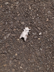 Lepidoptera