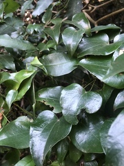 Dioscorea cotinifolia