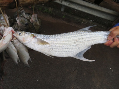 sicklefin mullet
