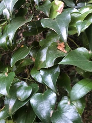 Dioscorea cotinifolia