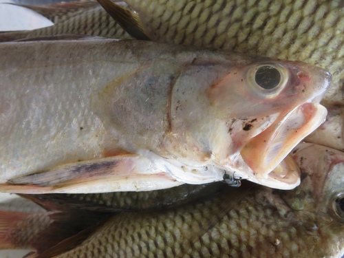 Giant African Threadfin
