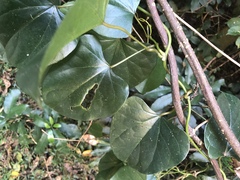 Tinospora caffra