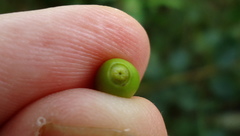 Schoepfia brasiliensis