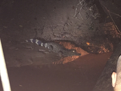 Paleosuchus trigonatus