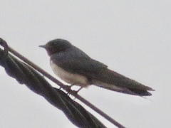 Hirundo