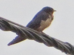 Hirundo