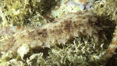 Holothuria impatiens