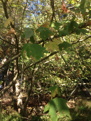 Acer glabrum douglasii