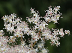 Filipendula palmata