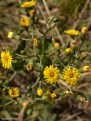 Hieracium scabrum