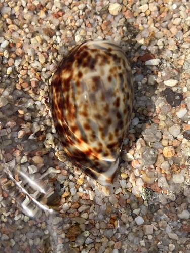 Cypraea pantherina observed 2024-12-03