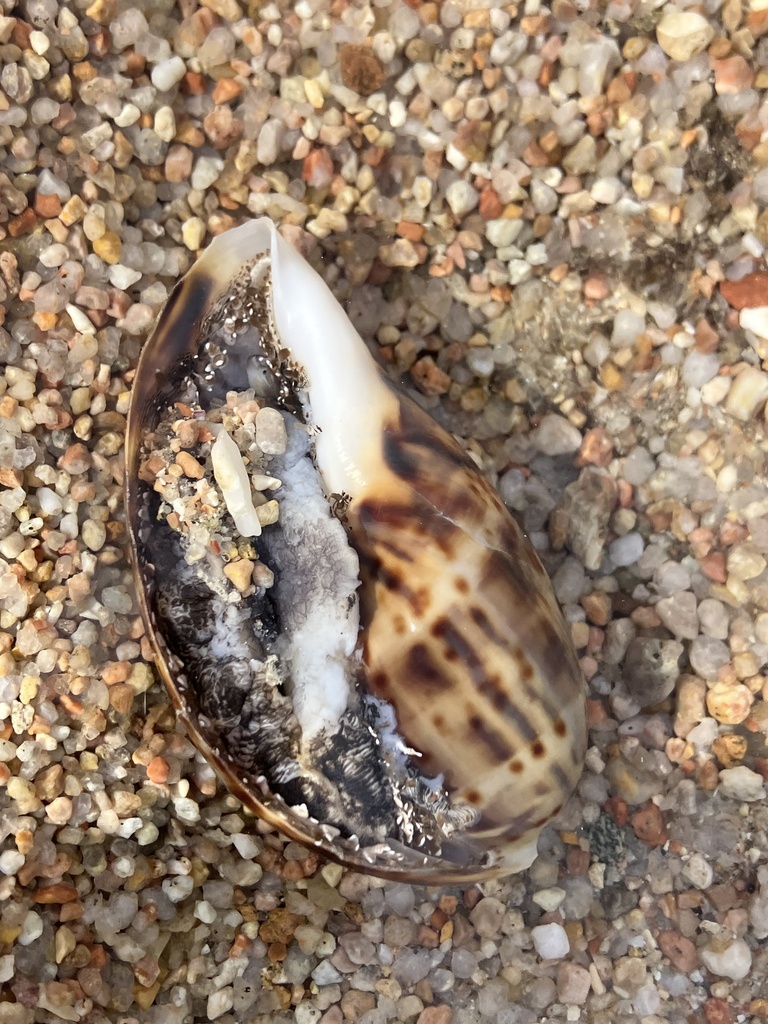 Photo of Leopard Cowrie (Cypraea pantherina)