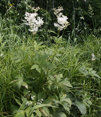 Filipendula palmata