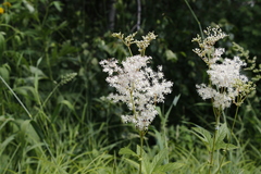Filipendula palmata