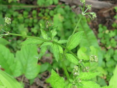 Sanicula chinensis