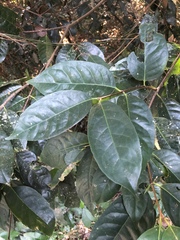 Cassipourea gummiflua