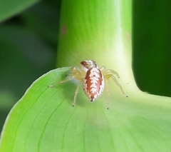 Epocilla aurantiaca