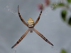Argiope magnifica