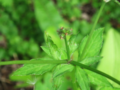 Sanicula chinensis
