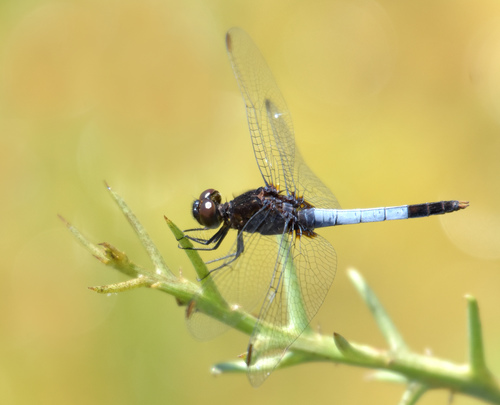 Plateau Dragonlet