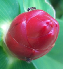 Meranoplus bicolor