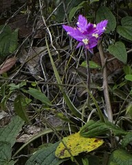 Tillandsia cacticola, photograph (c) biped_cub, some rights reserved (CC BY)