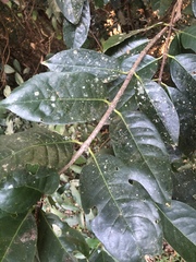 Cassipourea gummiflua