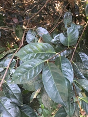 Cassipourea gummiflua