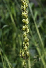Veratrum oxysepalum