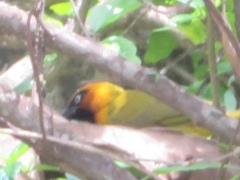 Ploceus brachypterus