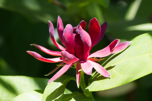 Calycanthus occidentalis