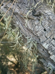 Ramalina leptocarpha