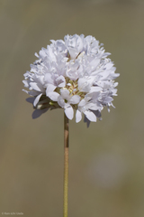 Gilia capitata
