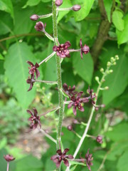 Veratrum maackii