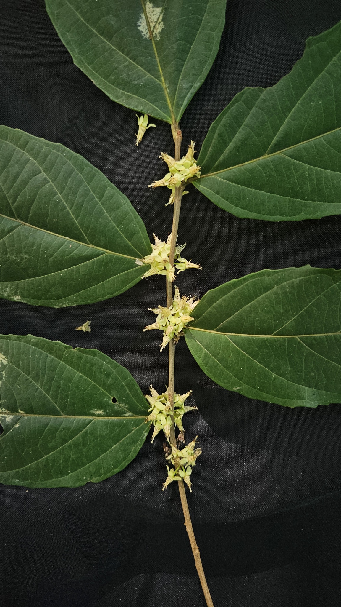Piparea multiflora