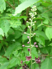 Veratrum maackii