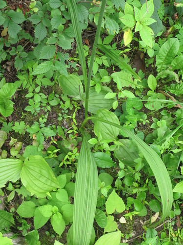 Image of Veratrum maackii by (c) Repina Tatyana, some rights reserved (CC BY)