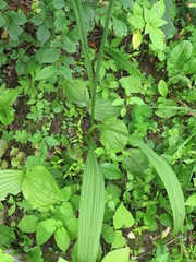 Veratrum maackii