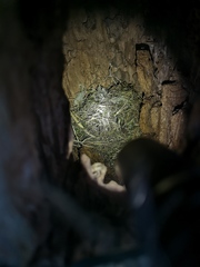 Muscardinus avellanarius