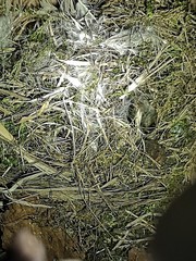 Muscardinus avellanarius