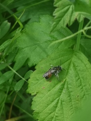 Poecilandrena