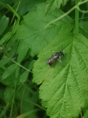 Poecilandrena