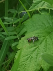 Poecilandrena